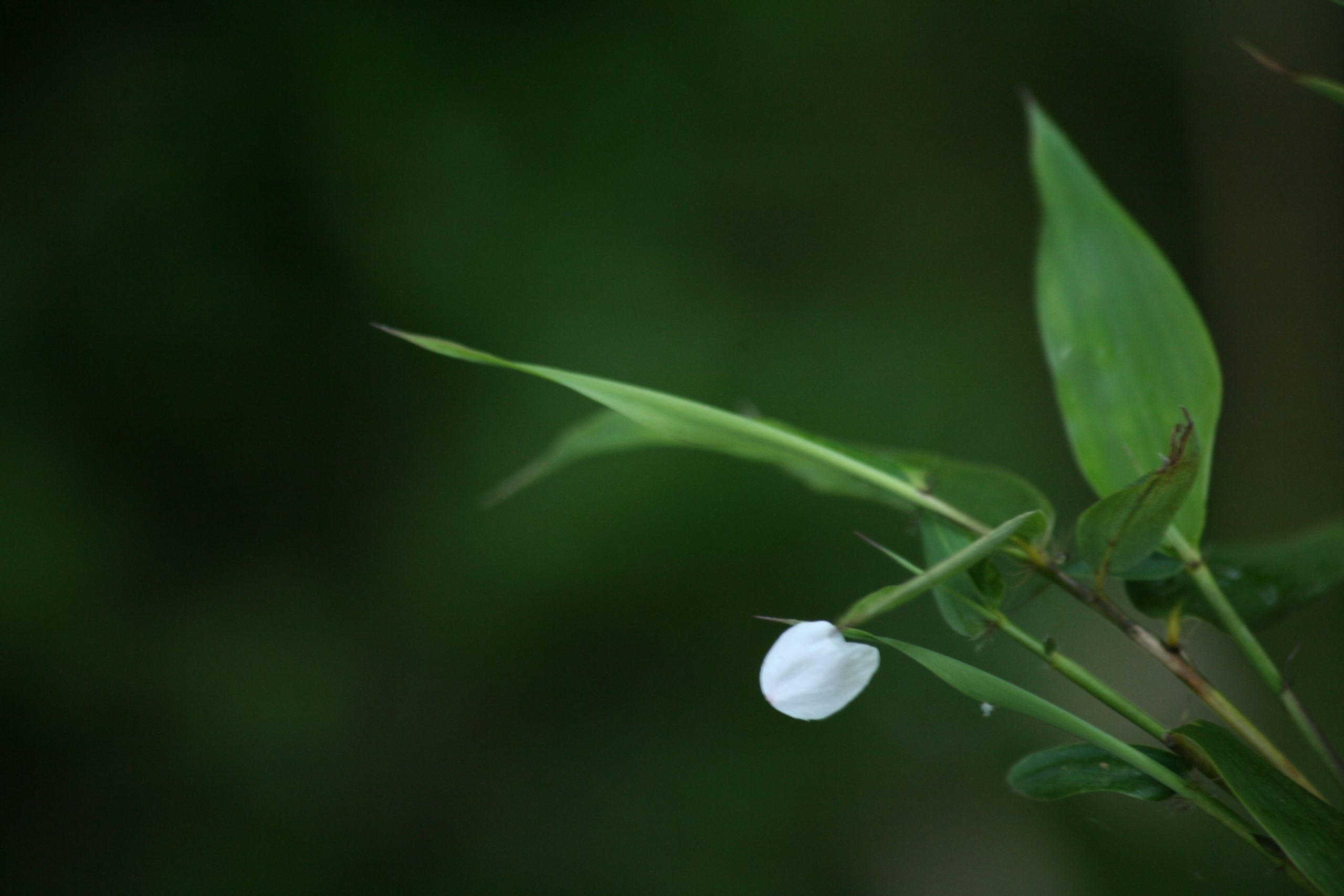 ひとひら 株式会社ピコグラム ひとひら 株式会社ピコグラム